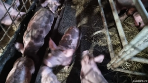 Purcei Petrain Belgian - imagine 3