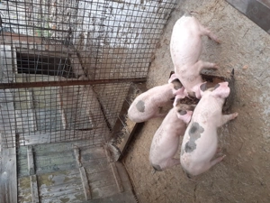 Purcei 12 săptămâni, pietrain cu landrace, 3 m și 2 f - imagine 5