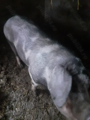 Purcea landrace cu pietrain  - imagine 2