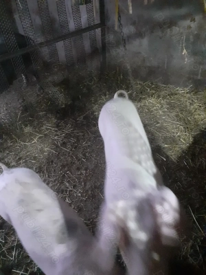 Porci pietrain cu landrace  - imagine 3