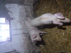 Porci pietrain cu landrace  - imagine 4