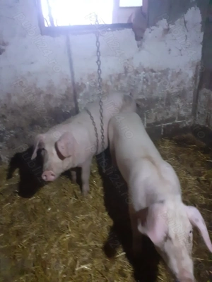 Porci pietrain cu landrace  - imagine 2