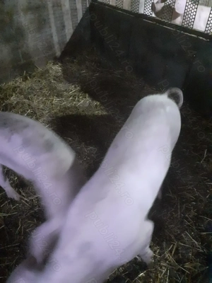 Porci pietrain cu landrace 