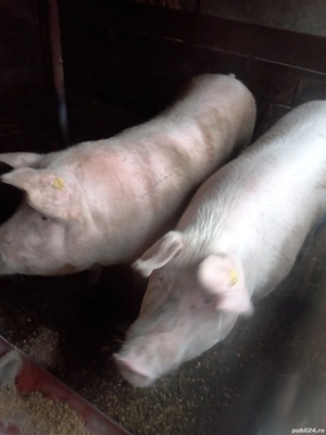 vand porci - imagine 2