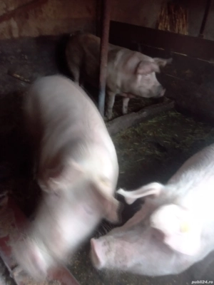 vand porci - imagine 3