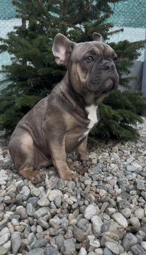 Vând bulldog francez Jud.OLT