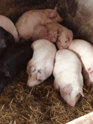 Șoldani de la 30-40 kg - imagine 1