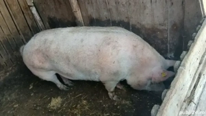 Porc-de-Crăciun. Super-Preț Bio.