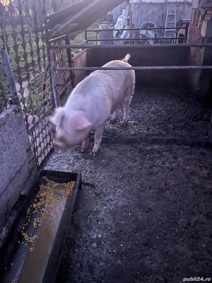 vand porc  - imagine 2