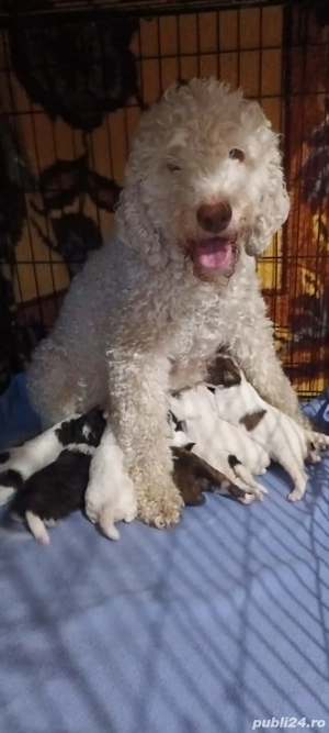 pui lagotto romagnolo
