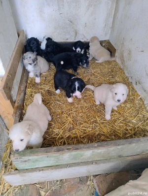 Pui Ciobanesc Mioritic - imagine 2