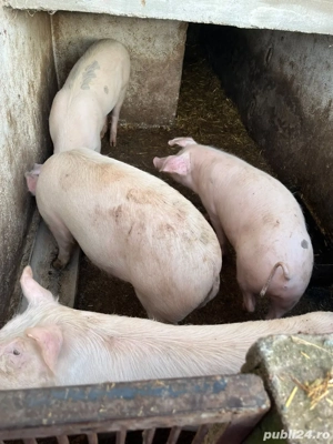 Vand porci - imagine 3