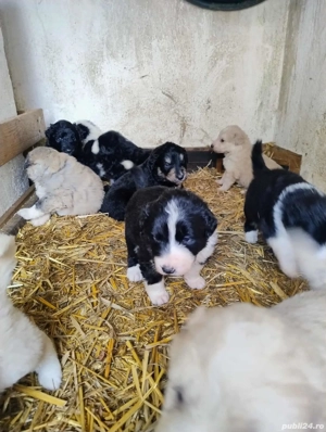 Pui Ciobanesc Mioritic - imagine 4