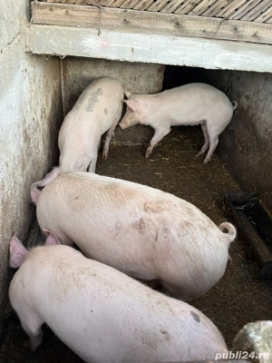 Vand porci - imagine 4