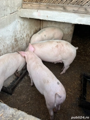 Vand porci - imagine 2