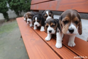 Pui beagle tricolori  - imagine 2