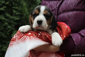 Pui beagle tricolori  - imagine 3