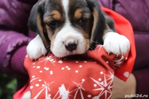 Pui beagle tricolori  - imagine 5