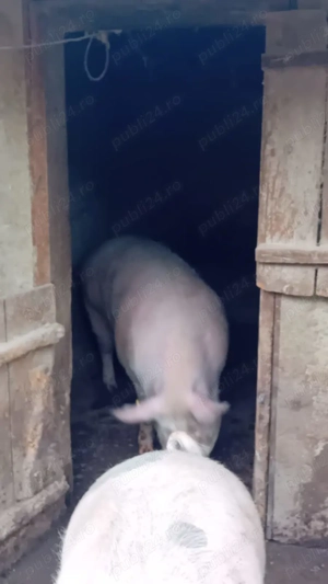 Vand porci rasa carne - imagine 3