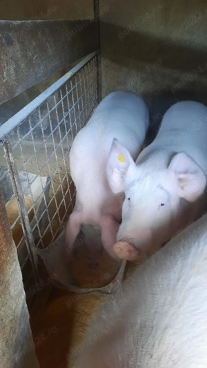 Vand porci rasa carne - imagine 2