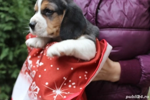 Pui beagle tricolori  - imagine 4
