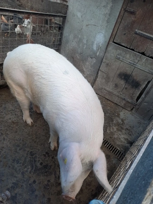 Vand porci rasa carne - imagine 4
