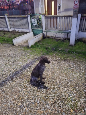 Vand brac german - imagine 4