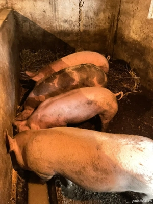porci de vânzare  - imagine 3