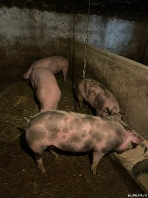 porci de vânzare  - imagine 2