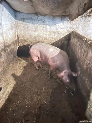 porci de vânzare  - imagine 5