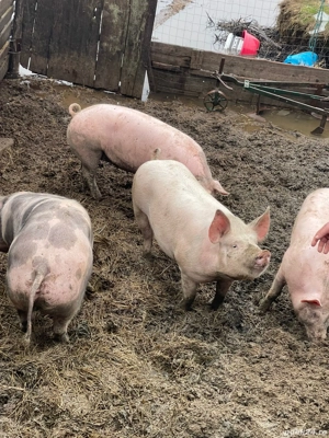 porci de vânzare  - imagine 4