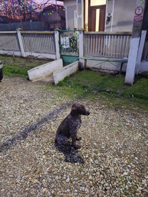 Vand brac german - imagine 6