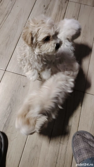 bishoni maltezi  - imagine 2