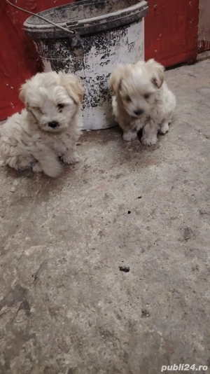 bishoni maltezi  - imagine 3