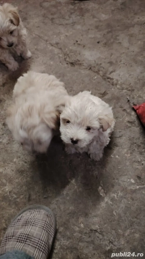 bishoni maltezi  - imagine 4