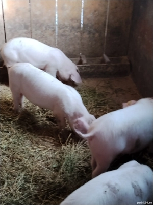 soldani  landras curat - imagine 4