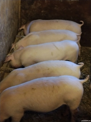 soldani  landras curat - imagine 3