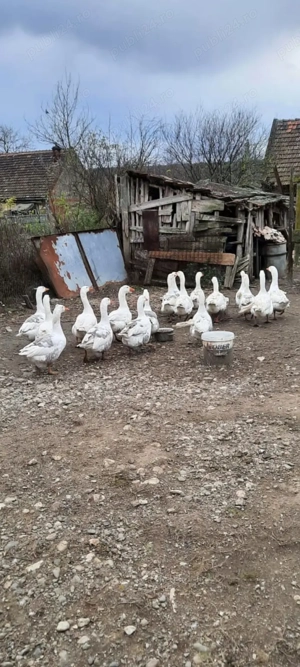 Vând gâște - imagine 2
