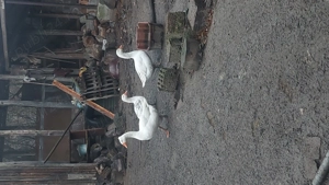 Vând gâște - imagine 5