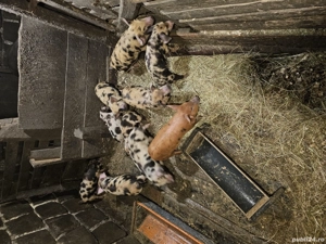 Vând purcei  - imagine 3