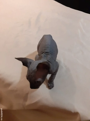 sfinx fetiță - imagine 3