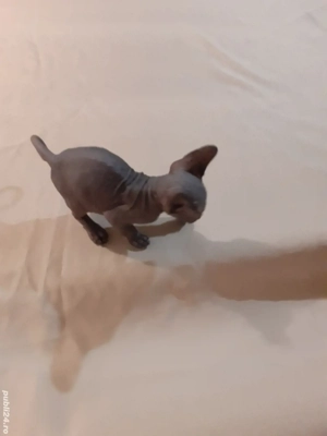 sfinx fetiță - imagine 2