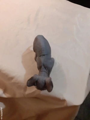 sfinx fetiță - imagine 4