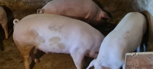 Porci de țară 100-130kg 