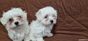 Vand catelusi bichon malez