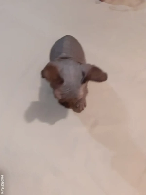 fetița sfinx - imagine 3