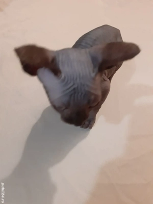 fetița sfinx - imagine 2