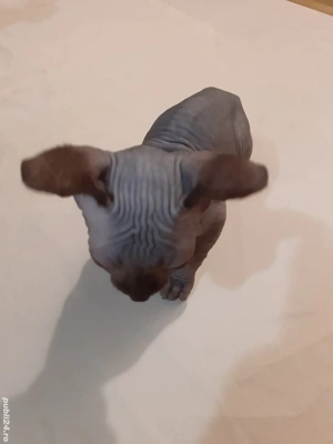 fetița sfinx - imagine 4