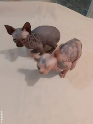 fetiță sfinx - imagine 2