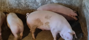 Porci de țară 100-130kg  - imagine 3
